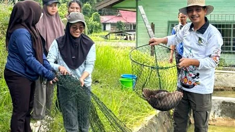 DKPP Barut Gelar Panen Bibit Ikan di BPBAT Lahei