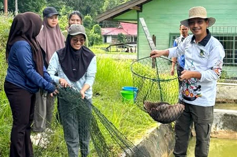 DKPP Barut Gelar Panen Bibit Ikan di BPBAT Lahei