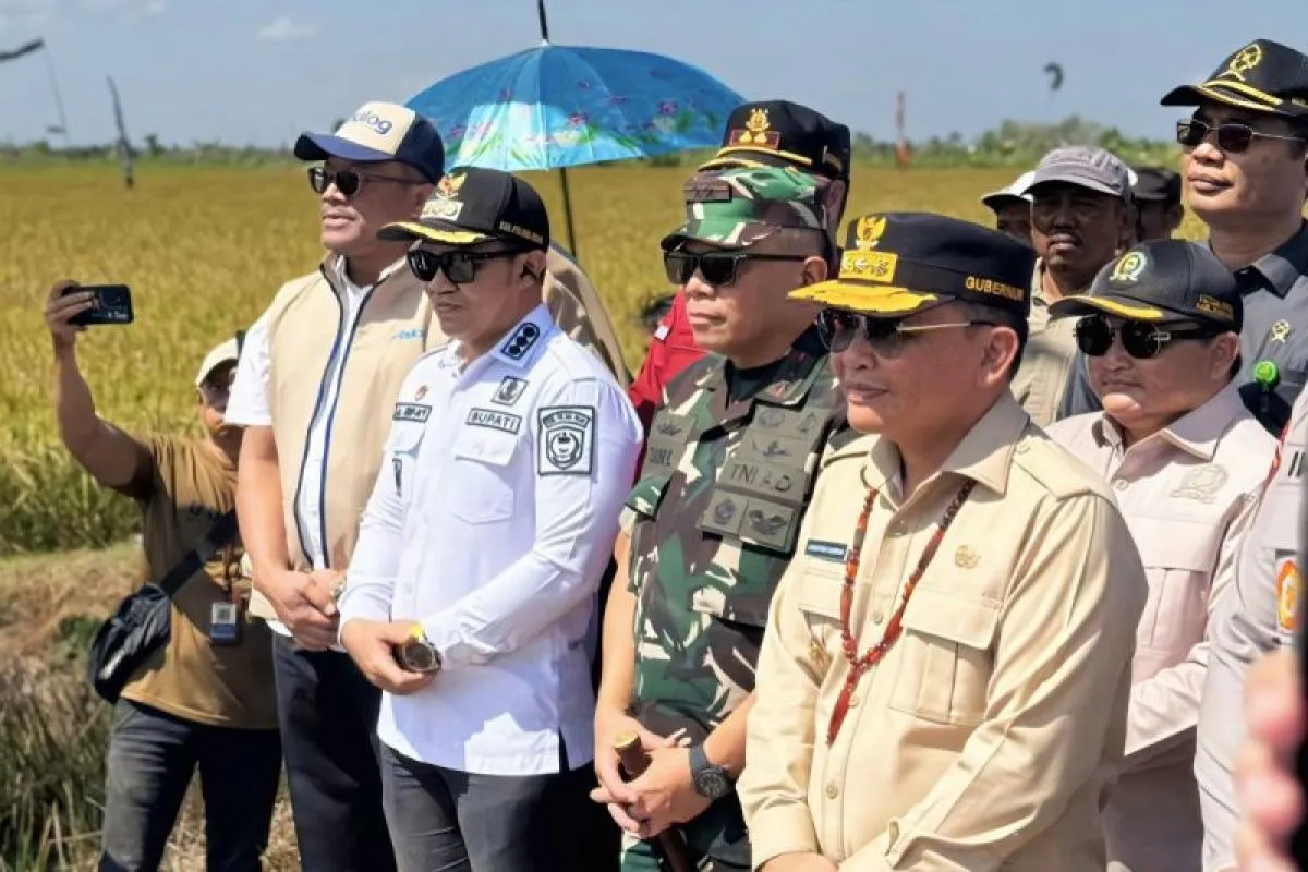 Bulog Kalteng Optimalkan Penyerapan Gabah Petani di Kapuas Selama Musim Panen